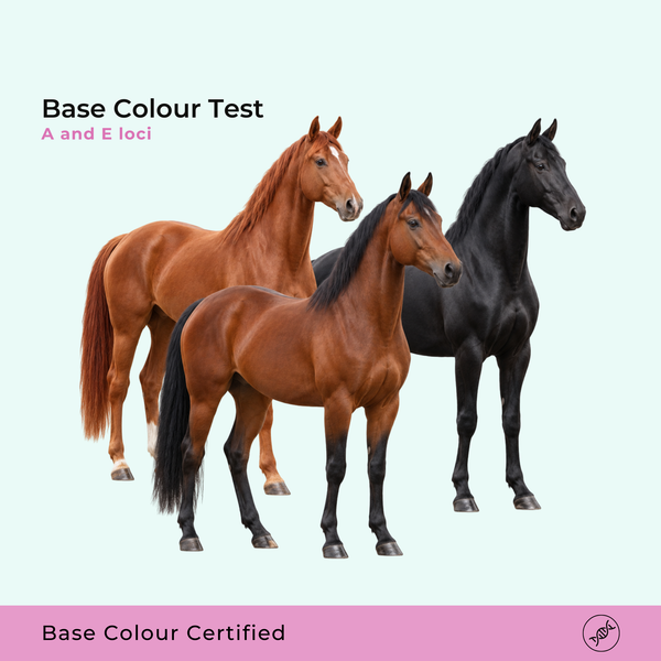Test de couleur de base - loci A et E