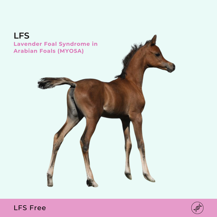 LFS Syndrome du poulain lavande