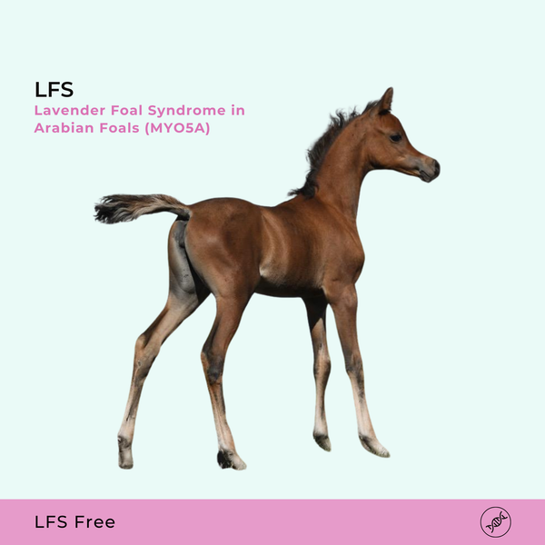 LFS Syndrome du poulain lavande
