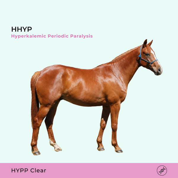 HYPP Paralysie périodique hyperkaliémique