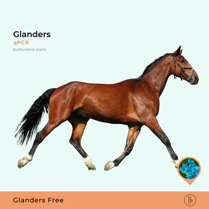 Glanders Burkholderia mallei, qPCR