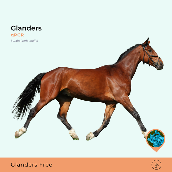Glanders - Burkholderia mallei, qPCR