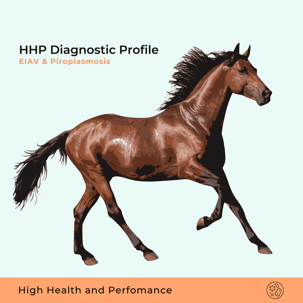Perfil de Cavalo de Alta Perfomance