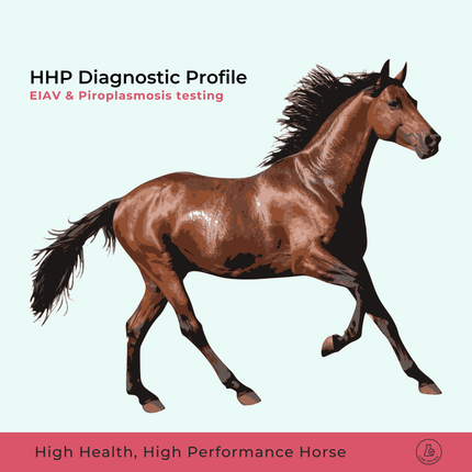 Profil de cheval à haute santé et haute performance
