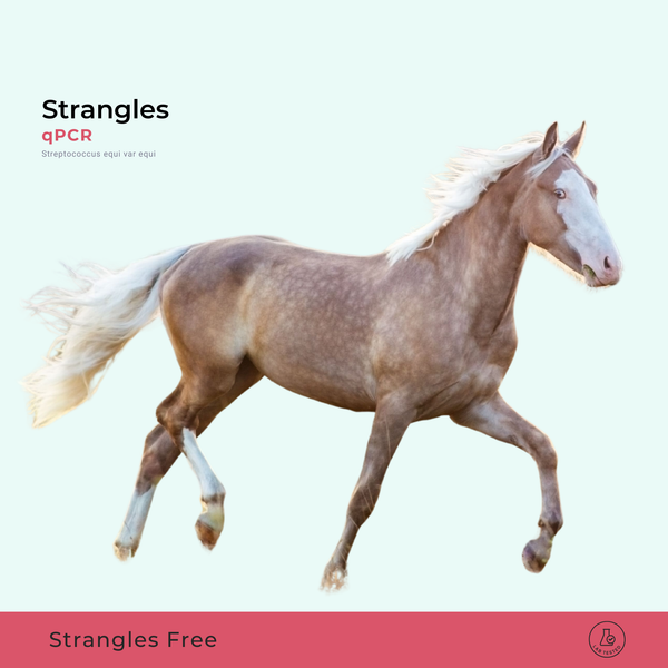 Strangles qPCR