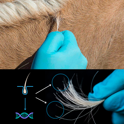 HOW DNA TESTING WORKS.