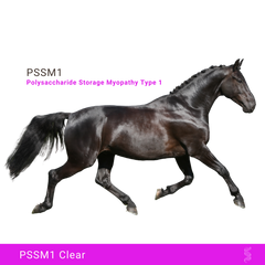 The image features a sleek, black horse in mid-stride against a black background, emphasizing its muscular build and graceful movement. The text "PSSM1" and "Polysaccharide Storage Myopathy Type 1" is displayed prominently in pink at the top left corner. At the bottom, a pink banner with the text "PSSM1 Clear" indicates a negative result for the PSSM1 genetic test.