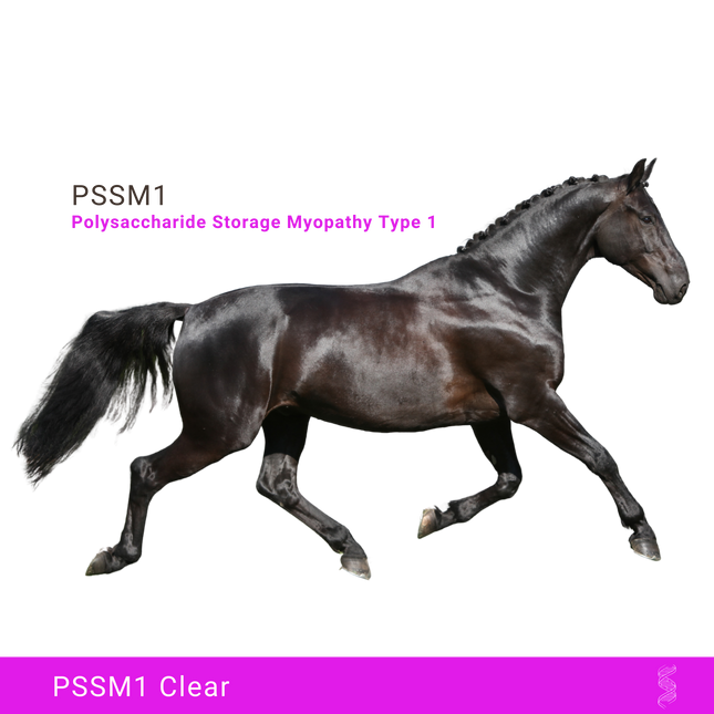 The image features a sleek, black horse in mid-stride against a black background, emphasizing its muscular build and graceful movement. The text "PSSM1" and "Polysaccharide Storage Myopathy Type 1" is displayed prominently in pink at the top left corner. At the bottom, a pink banner with the text "PSSM1 Clear" indicates a negative result for the PSSM1 genetic test.