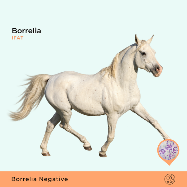 Borrelia burgdorferi, IFAT