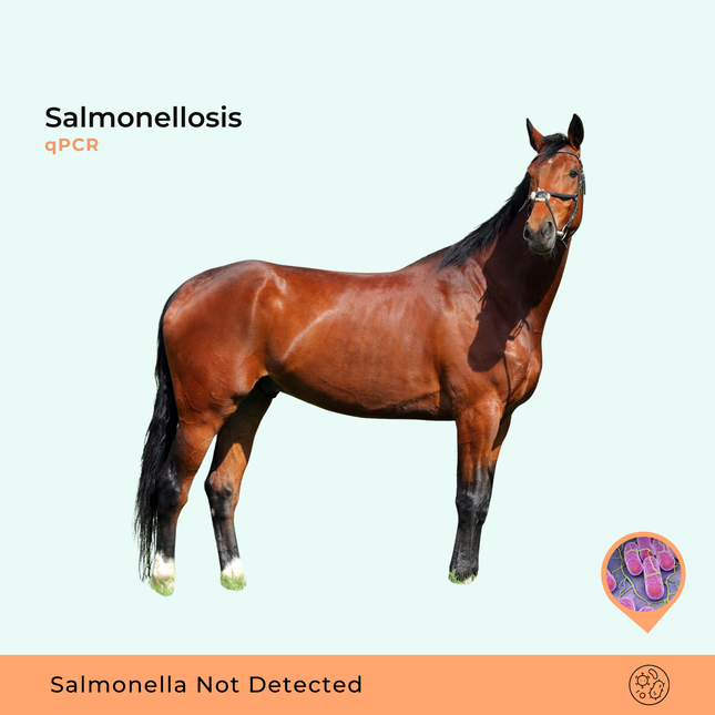qPCR voor salmonellose