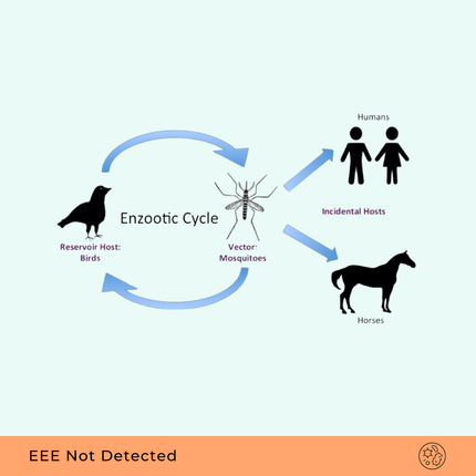 Encéphalite équine est, RT-qPCR