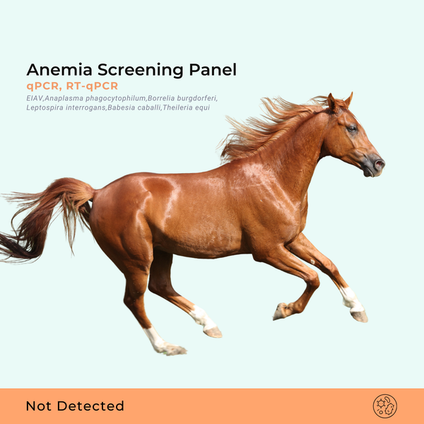 Equine Anemia Pathogen Screening Panel