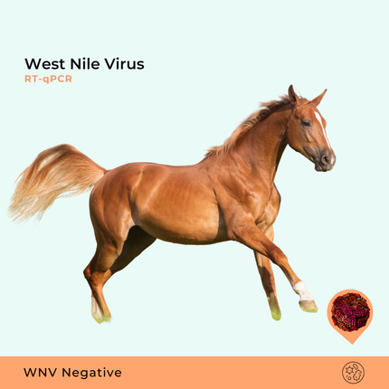 Virus du Nil occidental, RT-qPCR