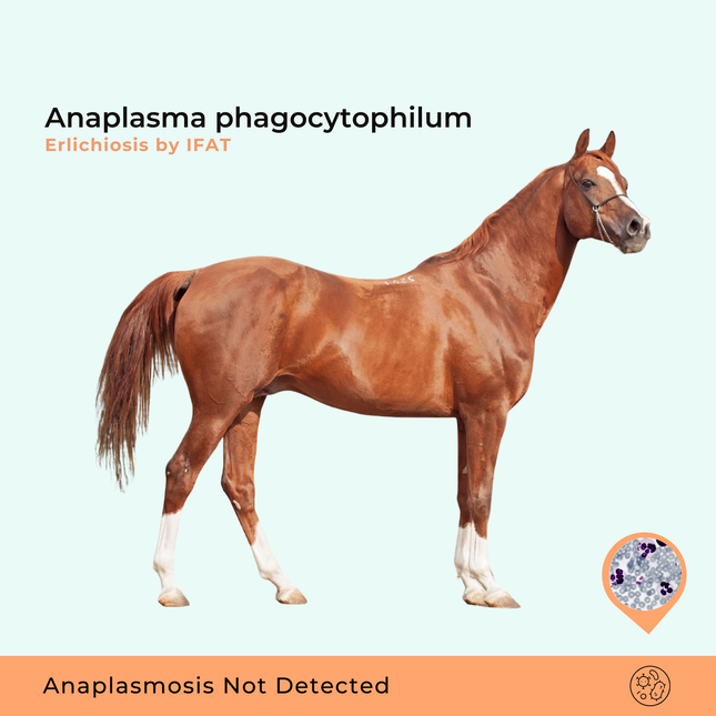 Anaplasma phagocytophilum/ehrlichiose met IFAT