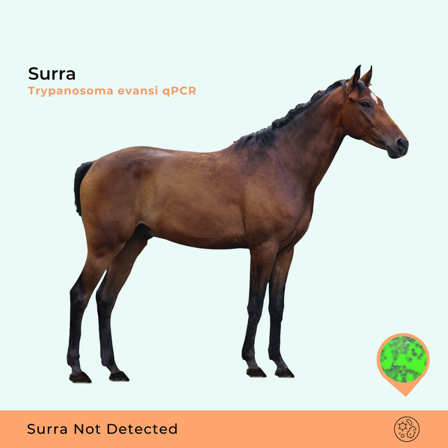 Surra, qPCR
