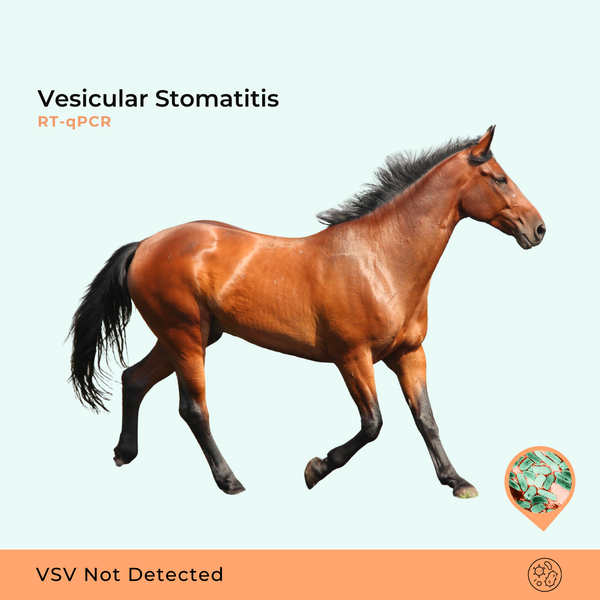 Vesikulær stomatitis, RT-qPCR