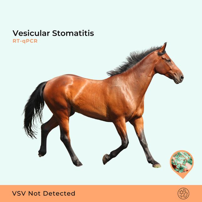 VE Estomatite Vesicular RT-qPCR