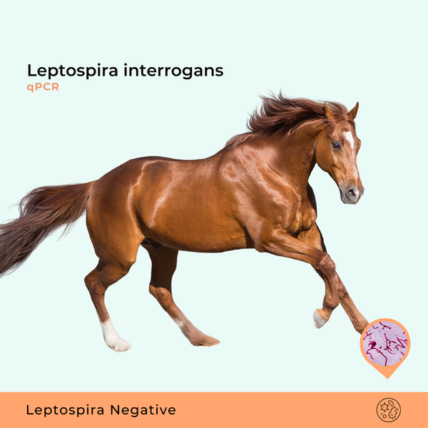 Leptospira interrogans qPCR