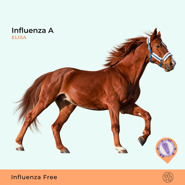 Influenza Equina A ELISA