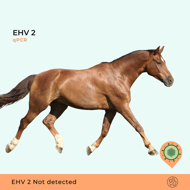 Herpesvírus Equino Tipo 2, qPCR