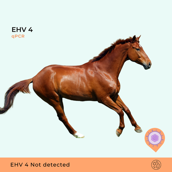 Equine Herpesvirus Type 4, qPCR