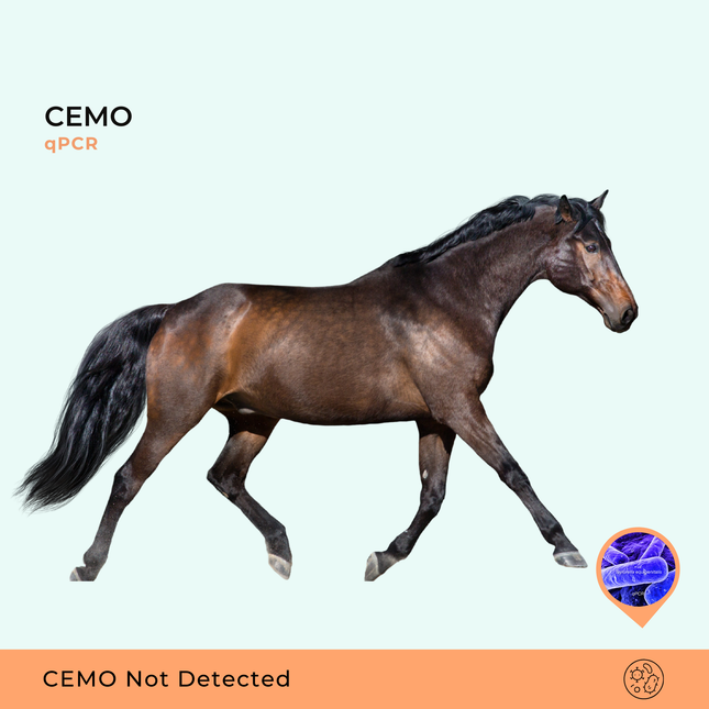 Organismo da Metrite Contagiosa Equina (CEMO), qPCR