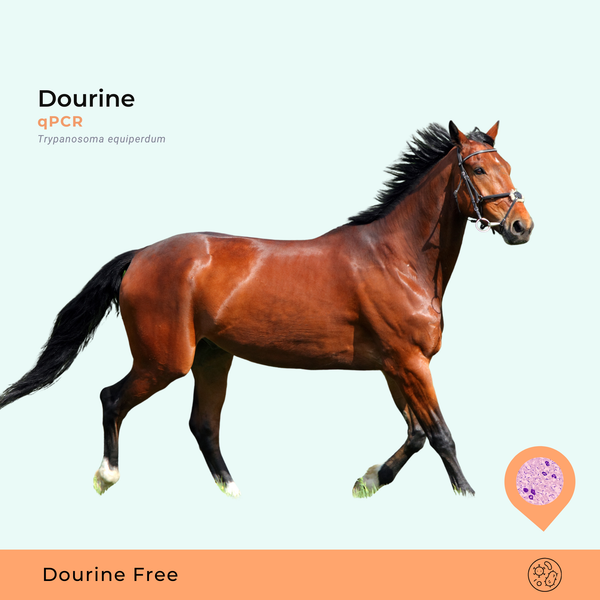 Dourine - Trypanosoma equiperdum, qPCR
