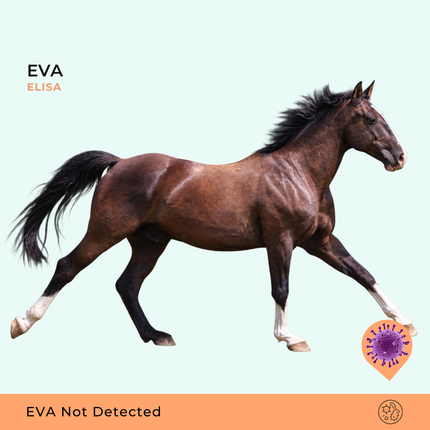 Arthrite virale équine ELISA