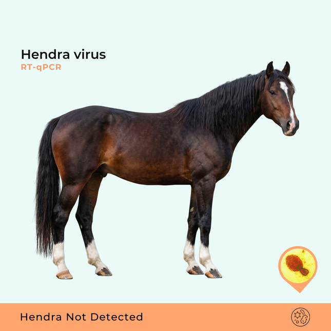 Vírus Hendra RTqPCR