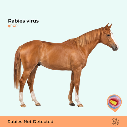 Virus de la rabia, qPCR