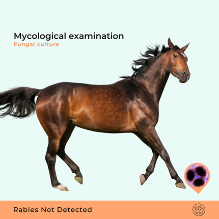 Mykologisk undersøgelse