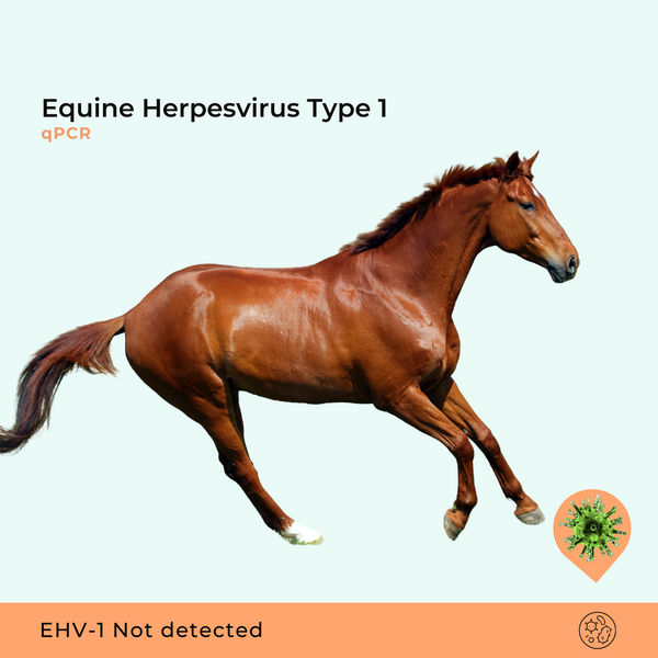 Equine Herpesvirus Type 1, qPCR