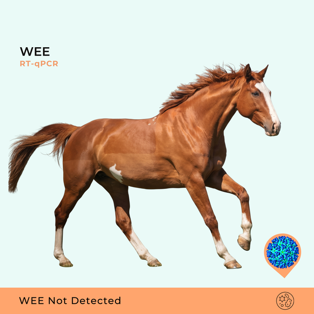 Encefalite Equina Ocidental, RT-qPCR