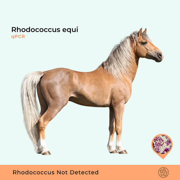 Rhodococcus equi qPCR