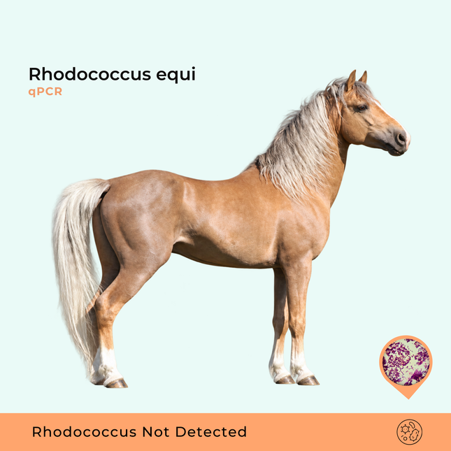 Rhodococcus equi qPCR