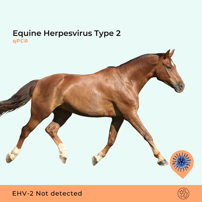 Equine herpesvirus type 2, qPCR