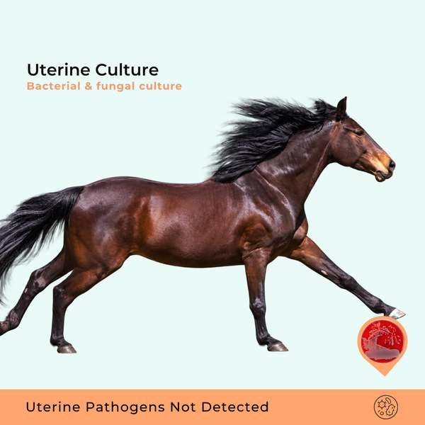 Cultura uterina equina