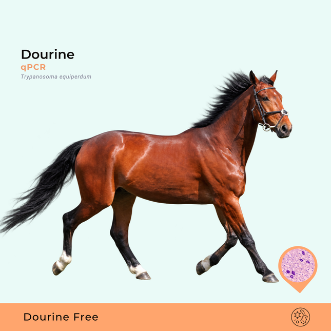 Dourine - Trypanosoma equiperdum, qPCR