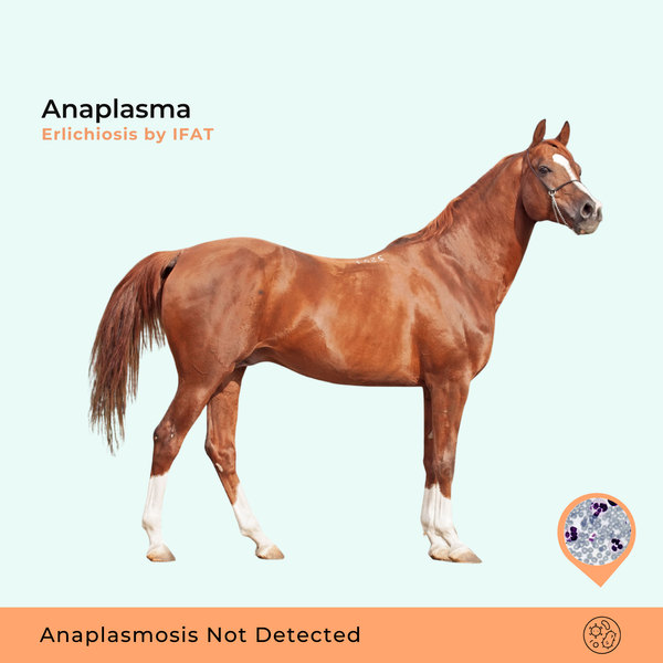 Anaplasma phagocytophilum/ Erliquiose por IFAT