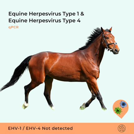 Virus de l'herpès équin de type 1 & Virus de l'herpès équin de type 4, qPCR