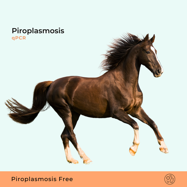 Piroplasmose Equina qPCR