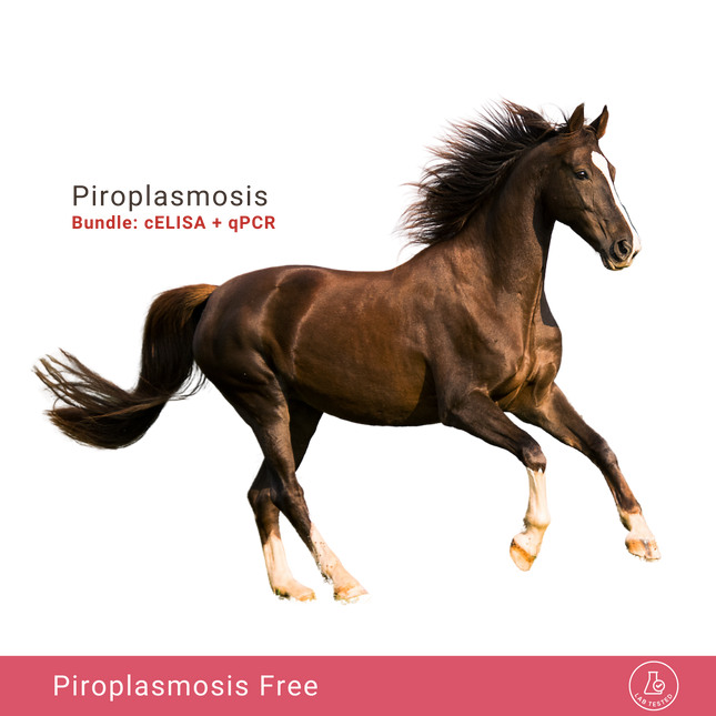 Stato di piroplasmosi equina