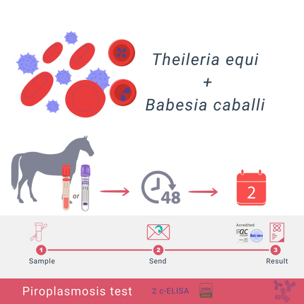 Equine Piroplasmosis status