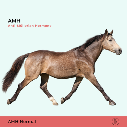 AMH Anti-Müllerian Hormone