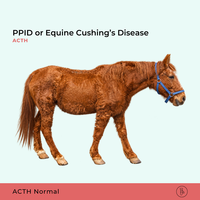 PPID or Equine Cushing’s Disease, ACTH