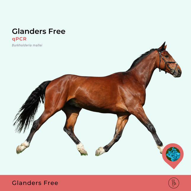 Glanders Burkholderia mallei qPCR