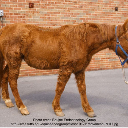 PPID or Equine Cushing’s Disease, ACTH
