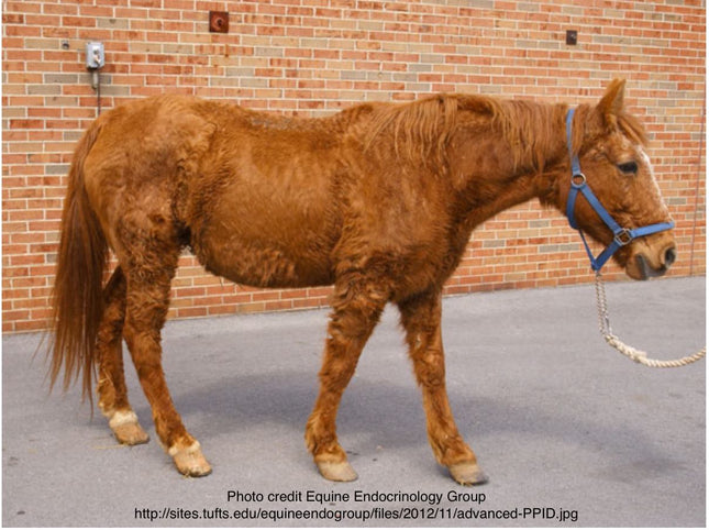 PPID oder Equines Cushing-Syndrom, ACTH