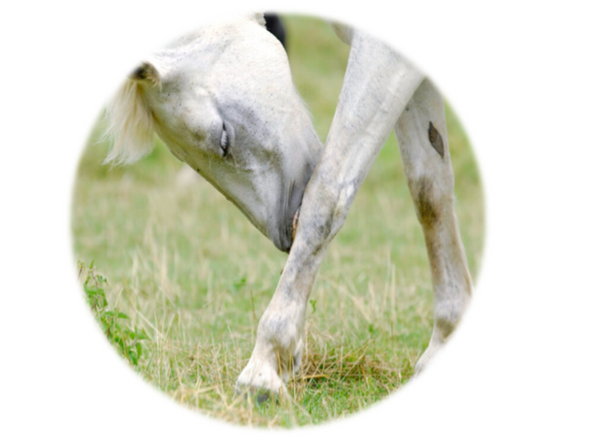 Full skin allergy screening - Equigerminal