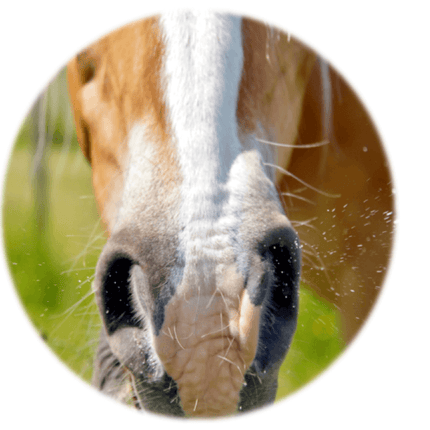 Allergy test to feathers, hair and skin of other animals - Equigerminal